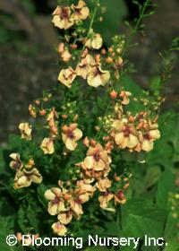 Verbascum 'Jackie'